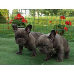 Franse Bulldog (Levering is overal mogelijk)