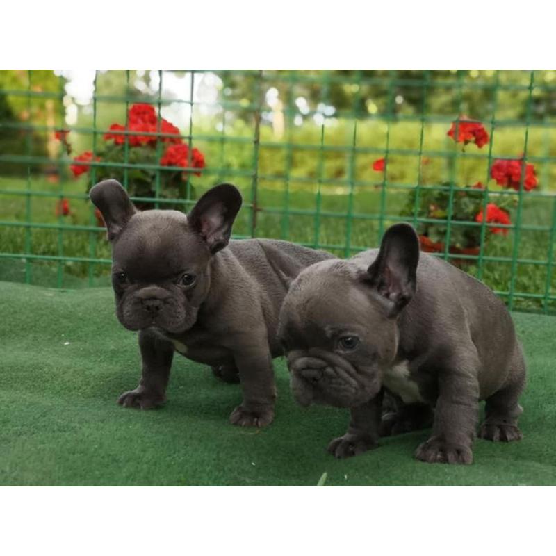 Franse Bulldog (Levering is overal mogelijk)