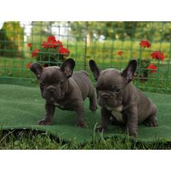 Franse Bulldog (Levering is overal mogelijk)