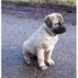Kangal puppy's