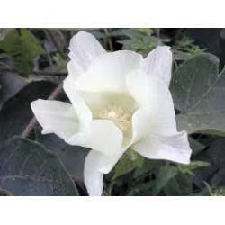 katoenplant zaad