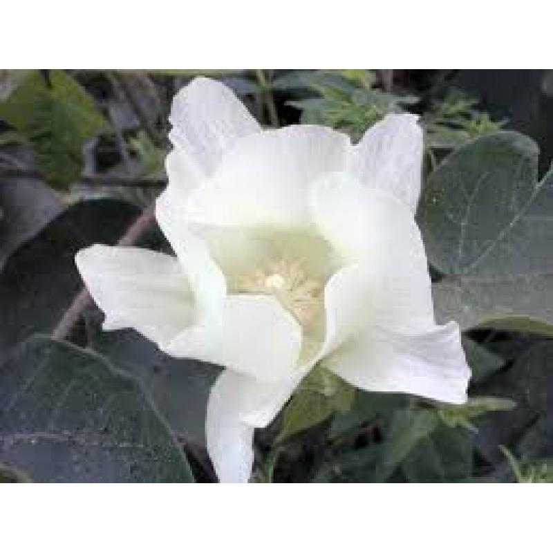 katoenplant zaad