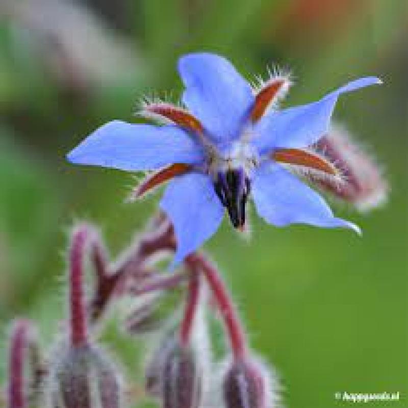 verschillende bloemzaden en plantjes vanaf 1€