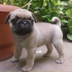 Charmante Mops baby voor adoptie