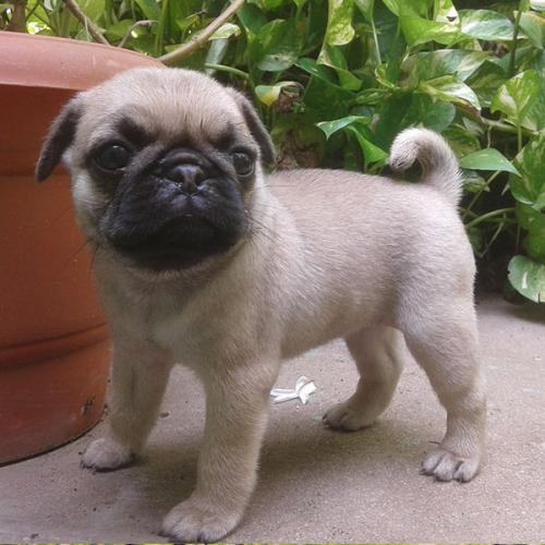 Charmante Mops baby voor adoptie