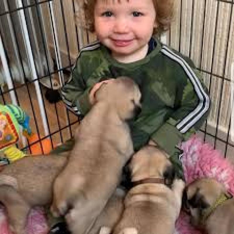Charmante Mops baby voor adoptie