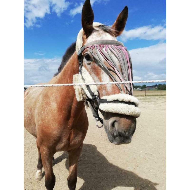 Appaloosa merrie Lola