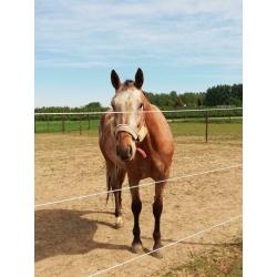 Appaloosa merrie Lola