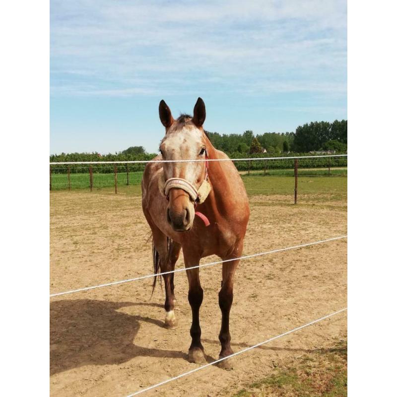 Appaloosa merrie Lola