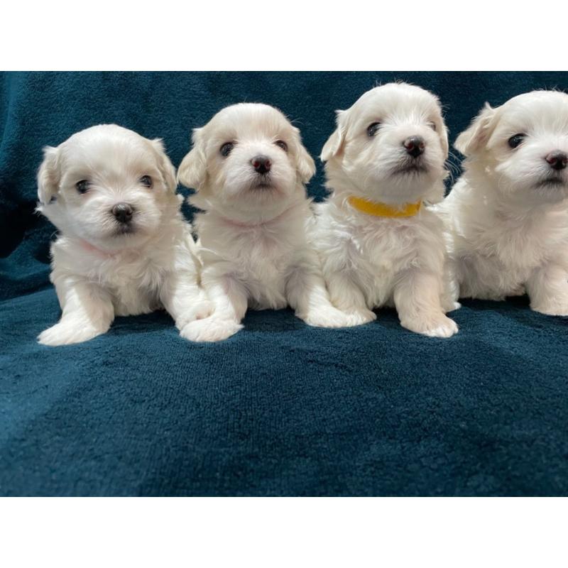 Maltese puppy's