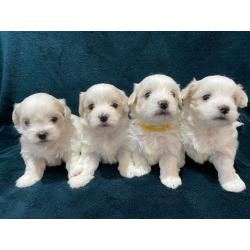 Maltese puppy's