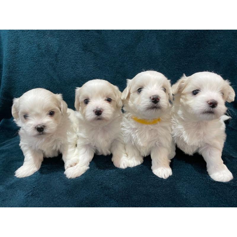 Maltese puppy's