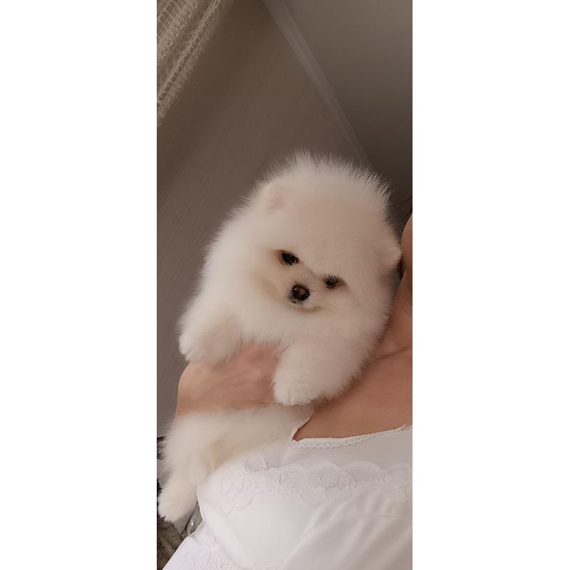 Pomeranian pups
