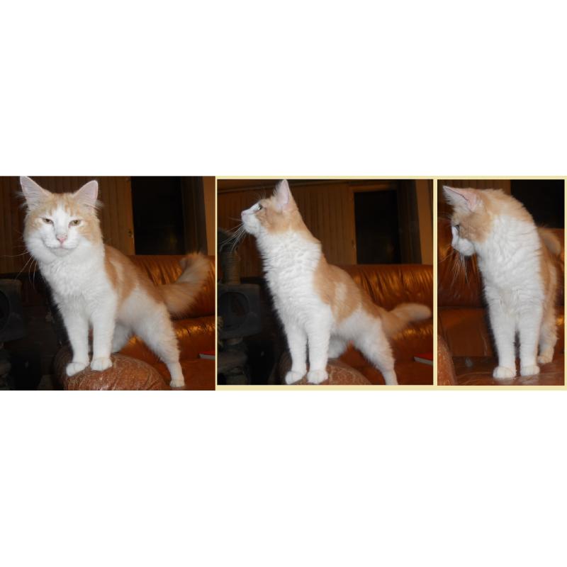 2 raszuivere Noorse boskat pubers en kitten poesje