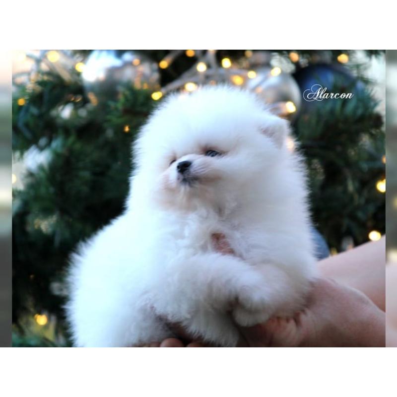 Miniatuur Pomeriaan-puppy