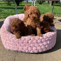 Toy Poedel-puppy's