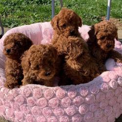 Toy Poedel-puppy's
