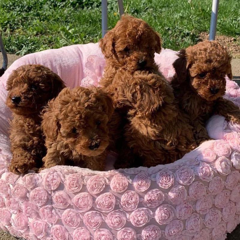 Toy Poedel-puppy's