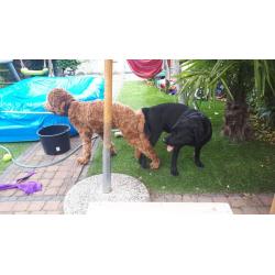 Labradoodle