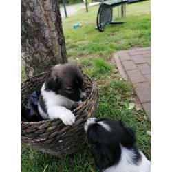 Friese Stabij pup