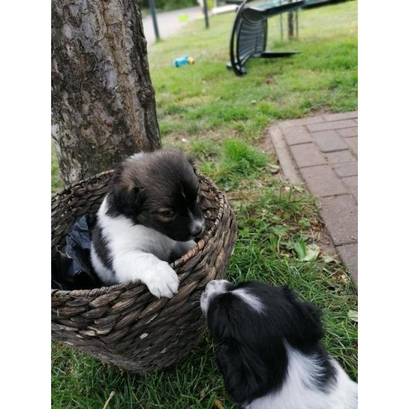 Friese Stabij pup