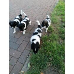 Friese Stabij pup