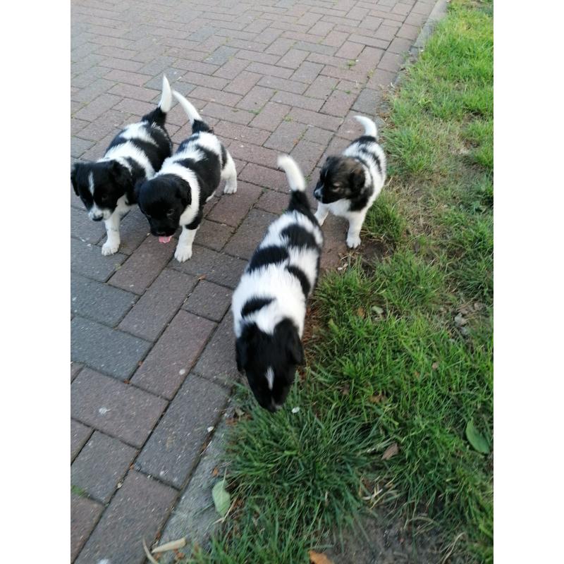 Friese Stabij pup