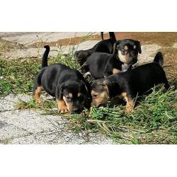 jack russel pups