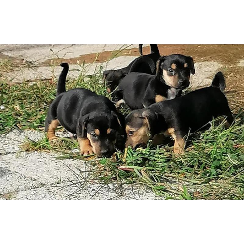 jack russel pups