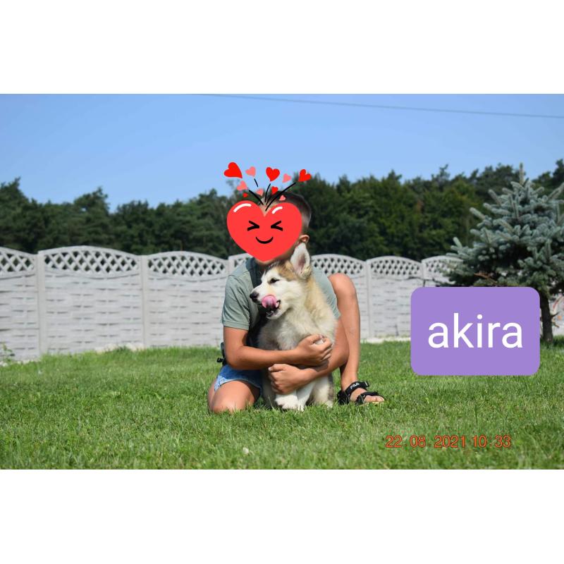 Alaskan malamute pups allebei ouders FCI