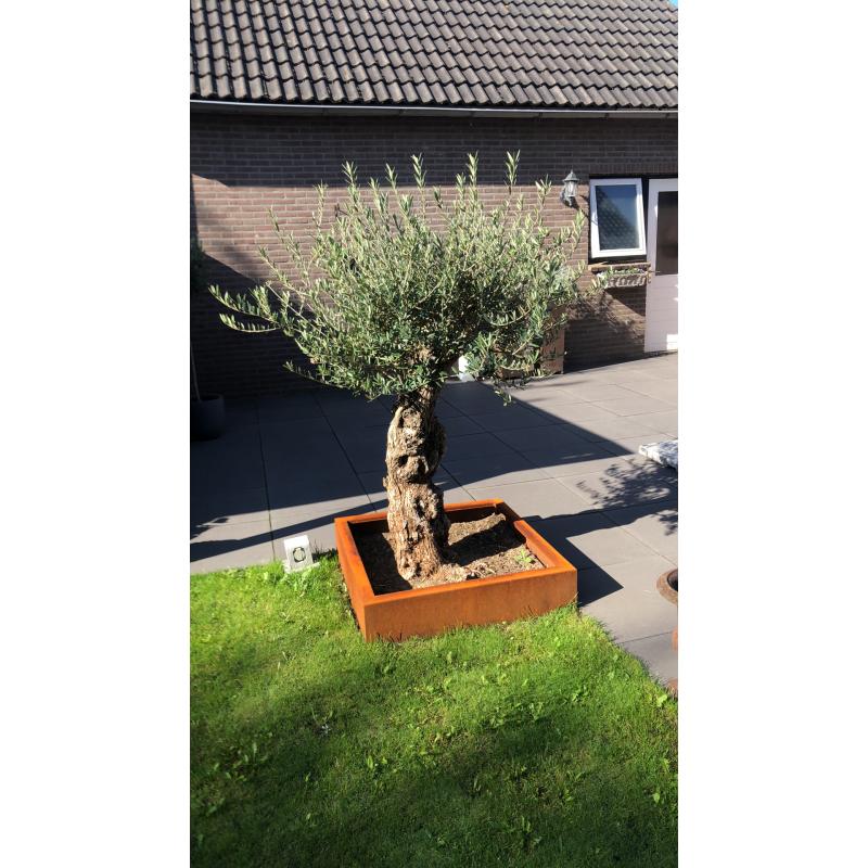 Cortenstaal bloembak / plantenbak