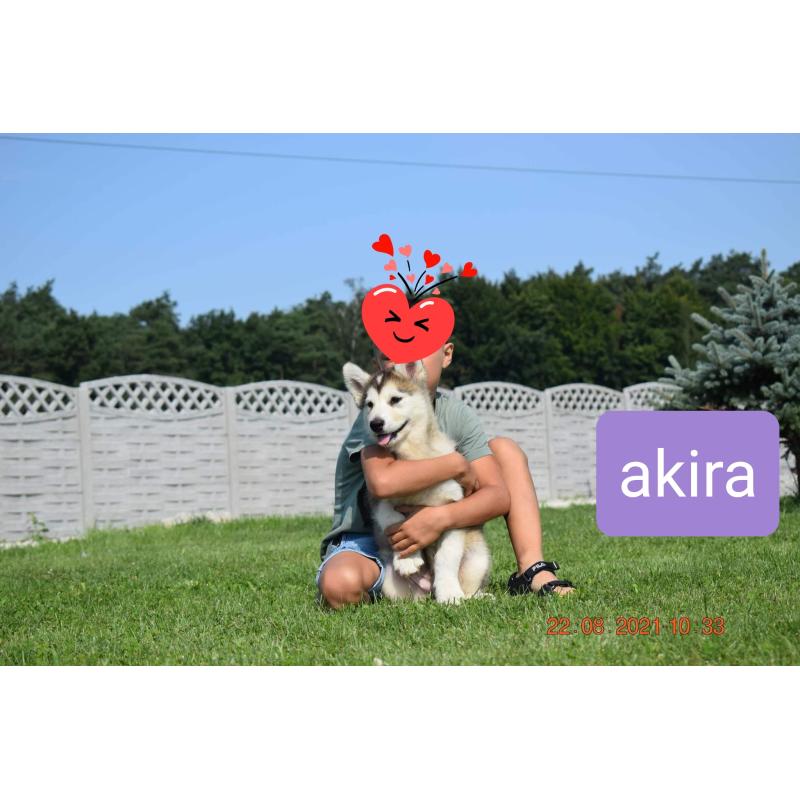 Alaskan malamute pups allebei ouders FCI