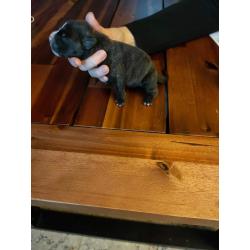 American Bully pocket puppy's