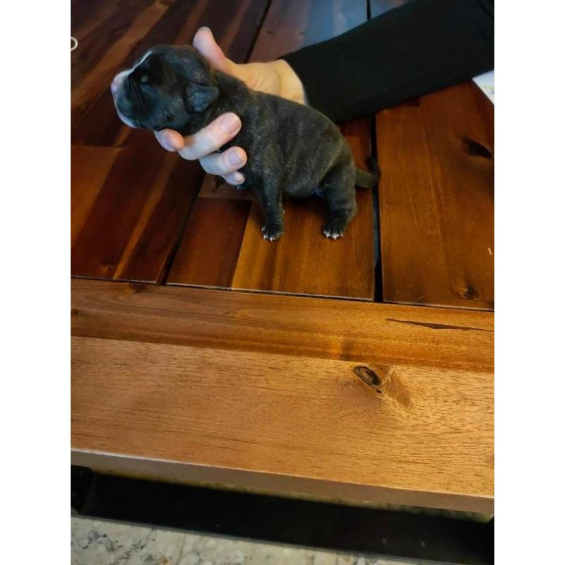 American Bully pocket puppy's