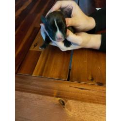 American Bully pocket puppy's