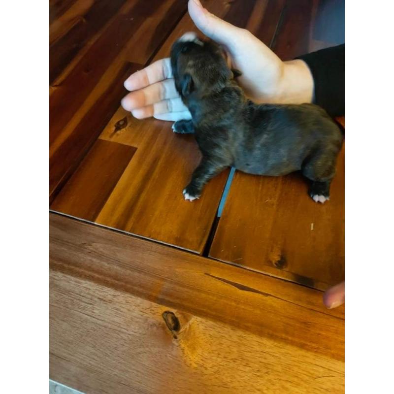 American Bully pocket puppy's