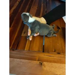 American Bully pocket puppy's
