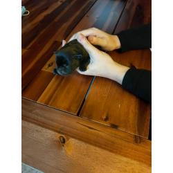 American Bully pocket puppy's
