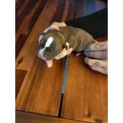 American Bully pocket puppy's