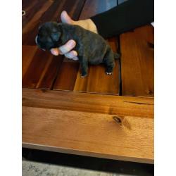 American Bully pocket puppy's