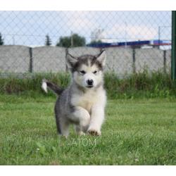 Alaskan malamute pups allebei ouders FCI