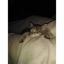 Tijger kitten poes ragdoll/britskorthaar