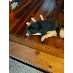 American Bully pocket puppy's