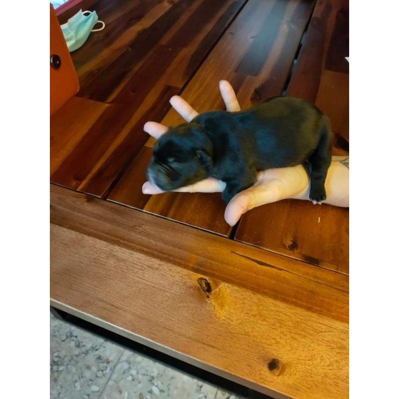 American Bully pocket puppy's
