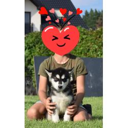 Alaskan malamute pups allebei ouders FCI