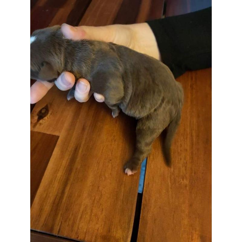 American Bully pocket puppy's