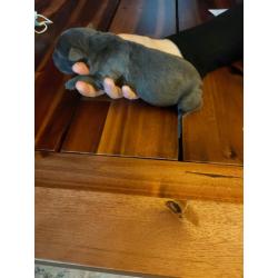 American Bully pocket puppy's