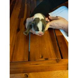 American Bully pocket puppy's