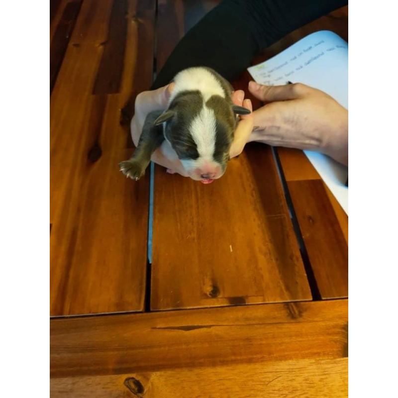 American Bully pocket puppy's