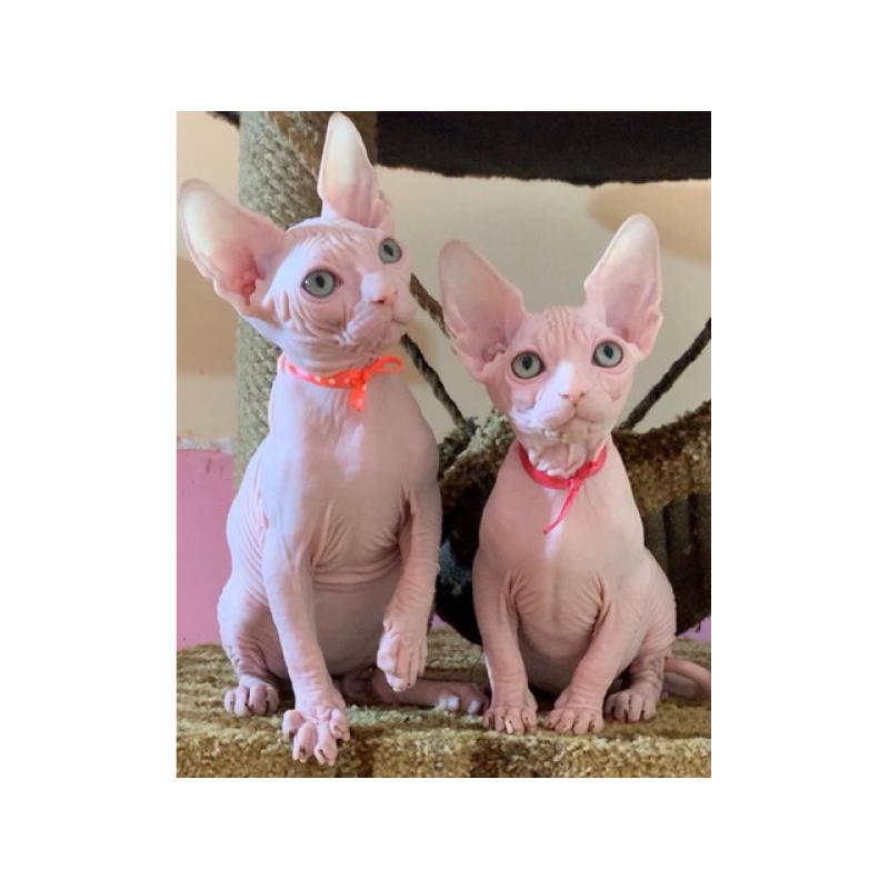 sphinx and Bengal kittens